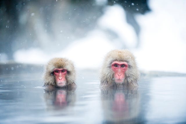 Japanese Macaques