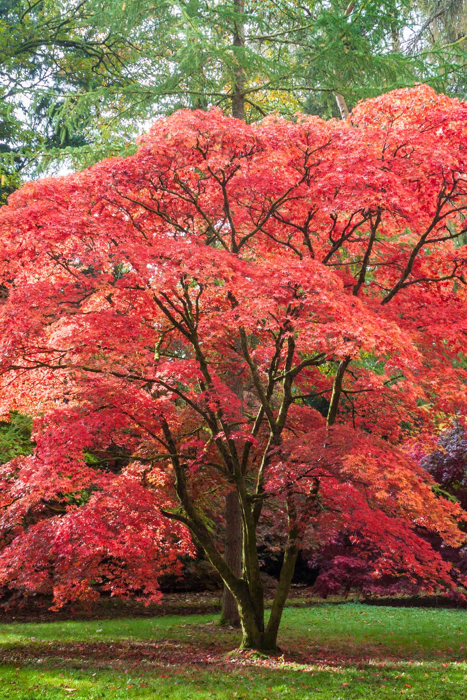 Bordo japonês no Westonbirt Arboretum bordo japonês no arboreto westonbirt