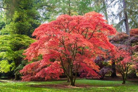 japanese maple at westonbirt arboretum