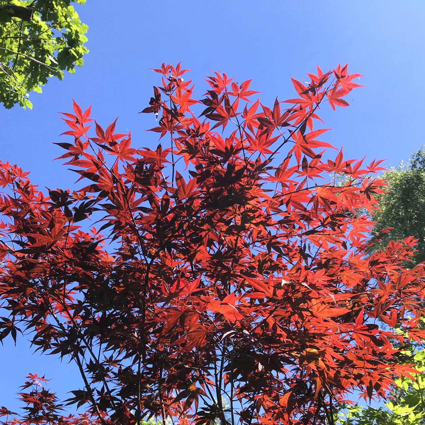 stock photo of bright red japanese maple growing in bright and sunny house garden along with contrasting green foliage with branches and twigs against the blue sky maple trees are easy plant and can be grown in plant pots and have lush and bright colour leaves