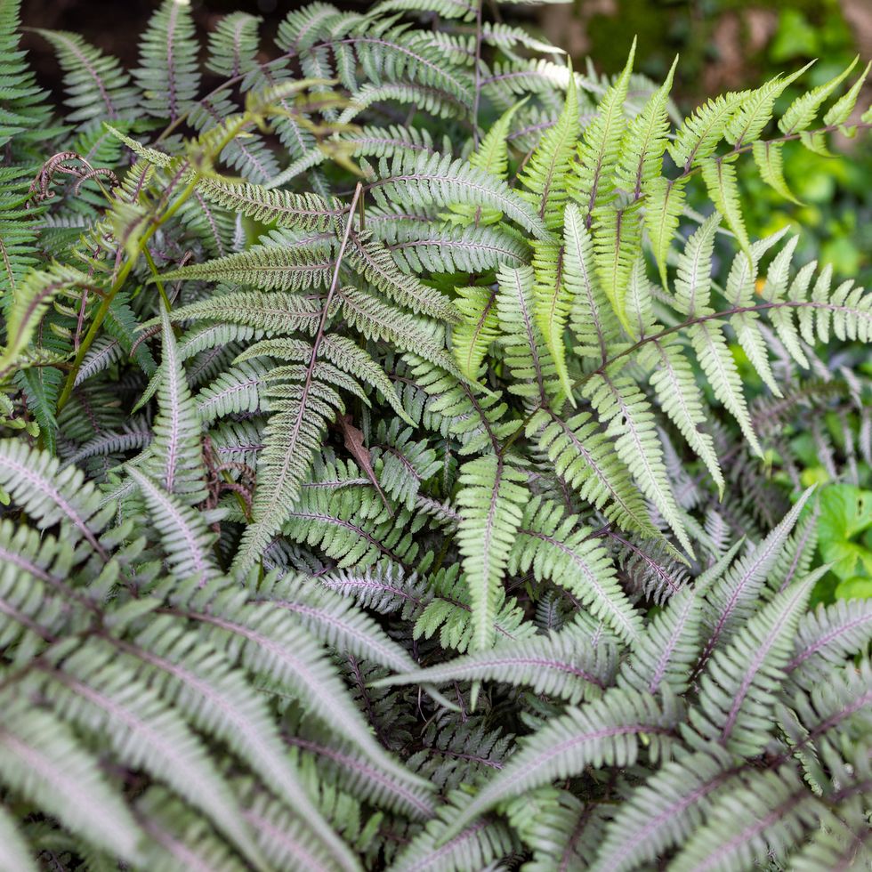 japanese painted fern