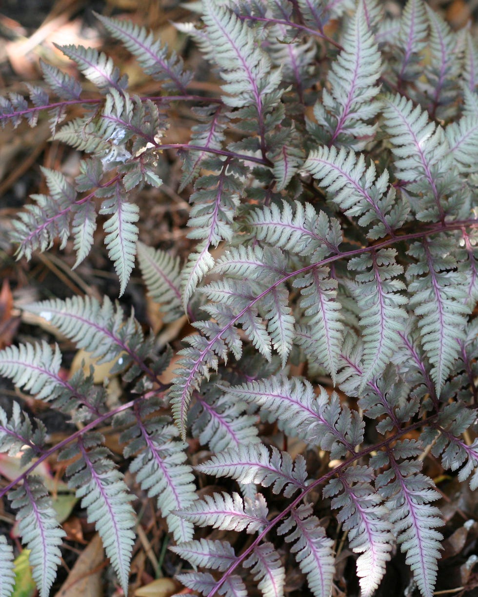 Japanese Painted Fern