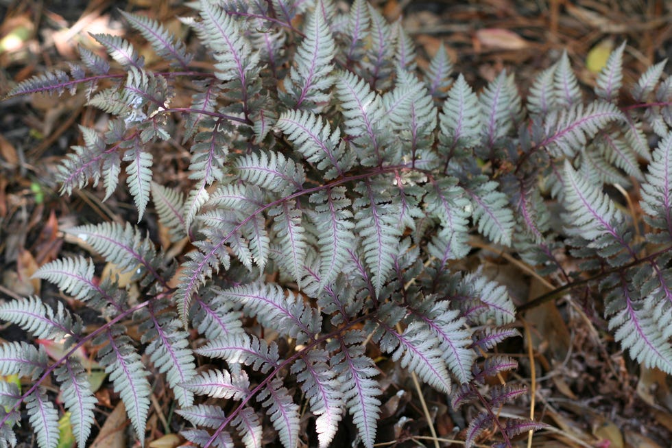 best shade perennials ferns japanese painted fern