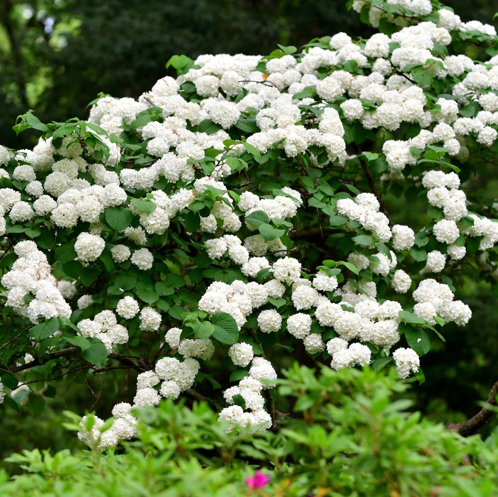 japanese snowball / viburnum plicatum: deciduous shrub with showy white pom pom flowers in the viburnaceae family
