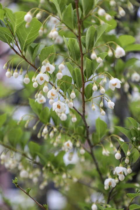 japanese snowbell styrax japonicus in bloom