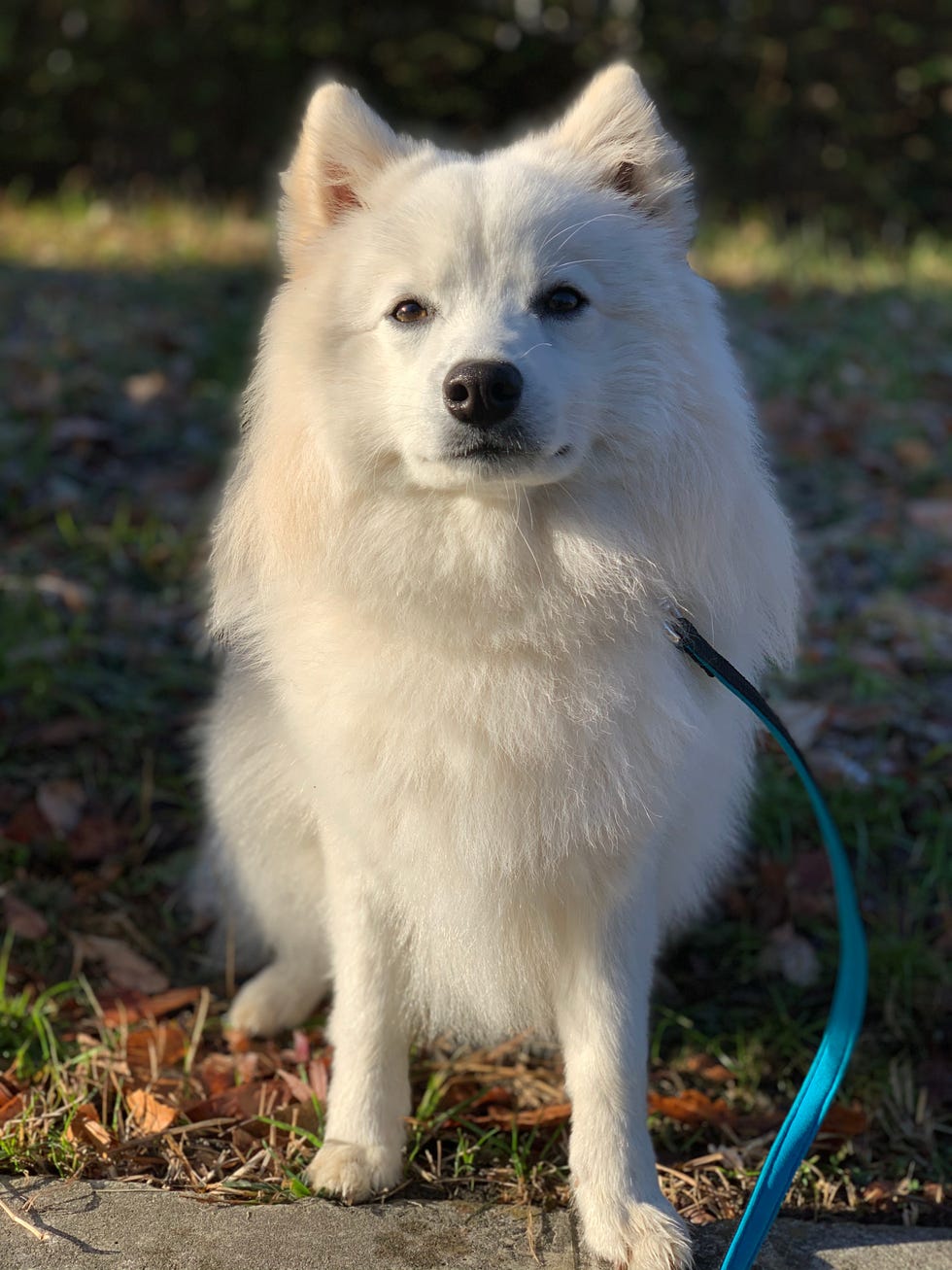 como cuidar a un perro spitz japones