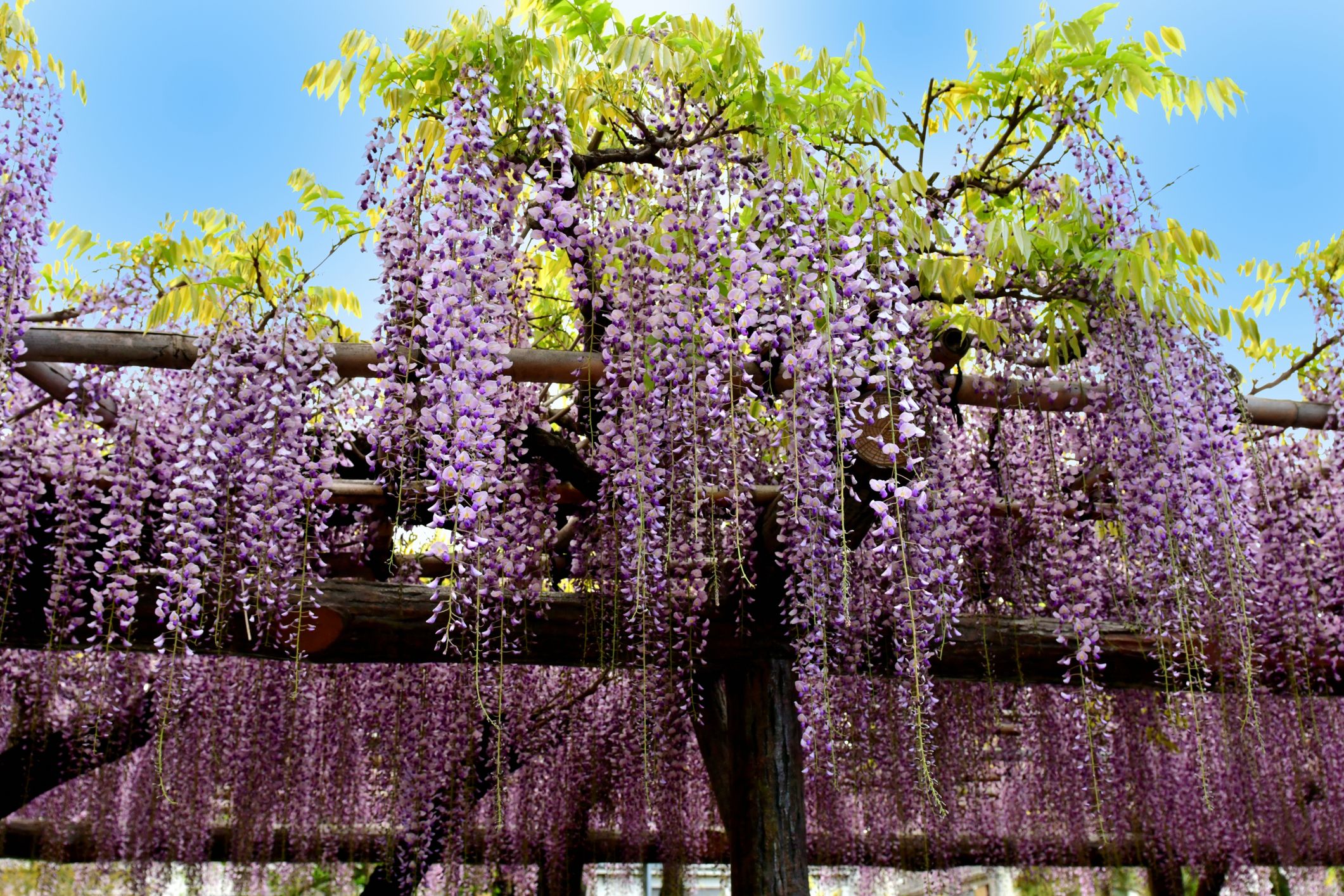 Where Do Wisteria Trees Grow? Discover the Best Locations.