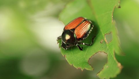 Insect, Invertebrate, Japanese beetle, Beetle, Leaf beetle, Macro photography, Organism, Scarabs, Pest, Close-up, 