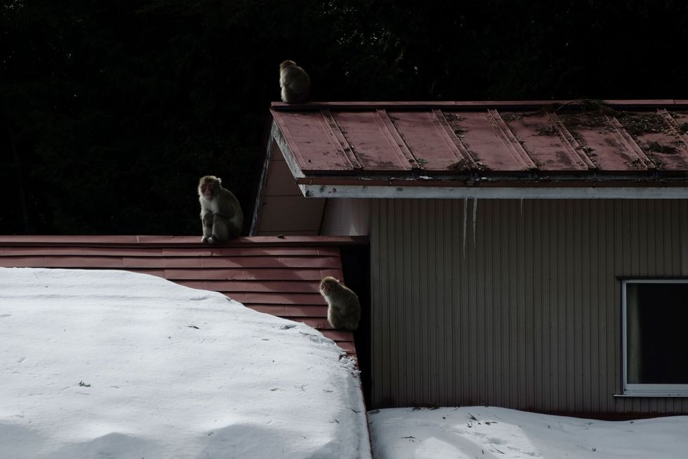 De winter in Iitate kan erg koud zijn en Japanse makaken breken soms in de leegstaande huizen in om een warm plekje te zoeken