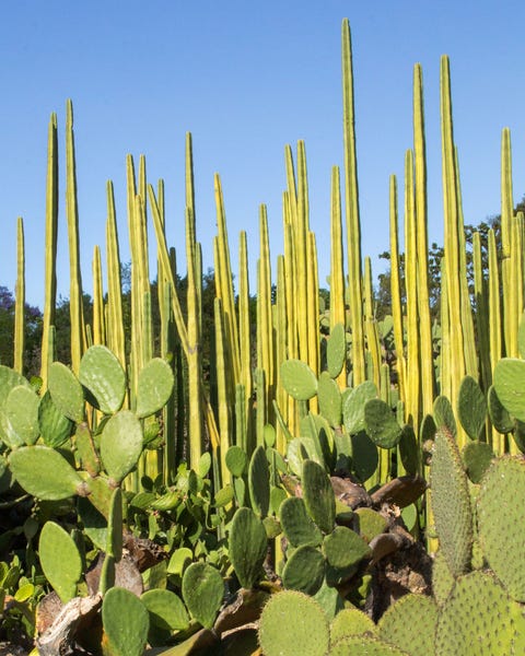 botanical garden, full of desertic plants cactaceae in oaxaca, mexico the sky has a deep blue color with some clouds