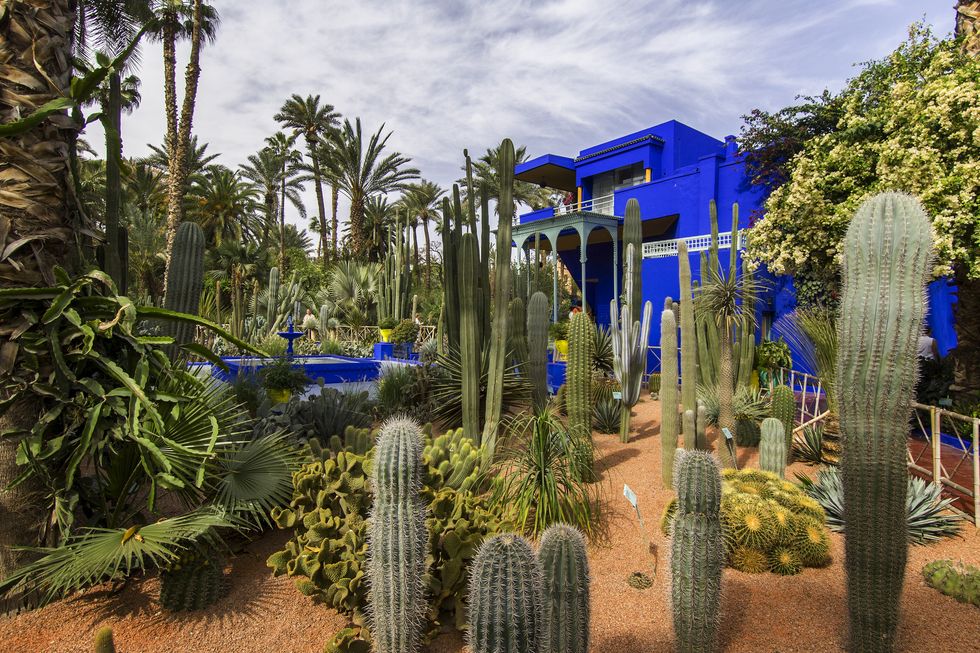 jardin garden majorelle