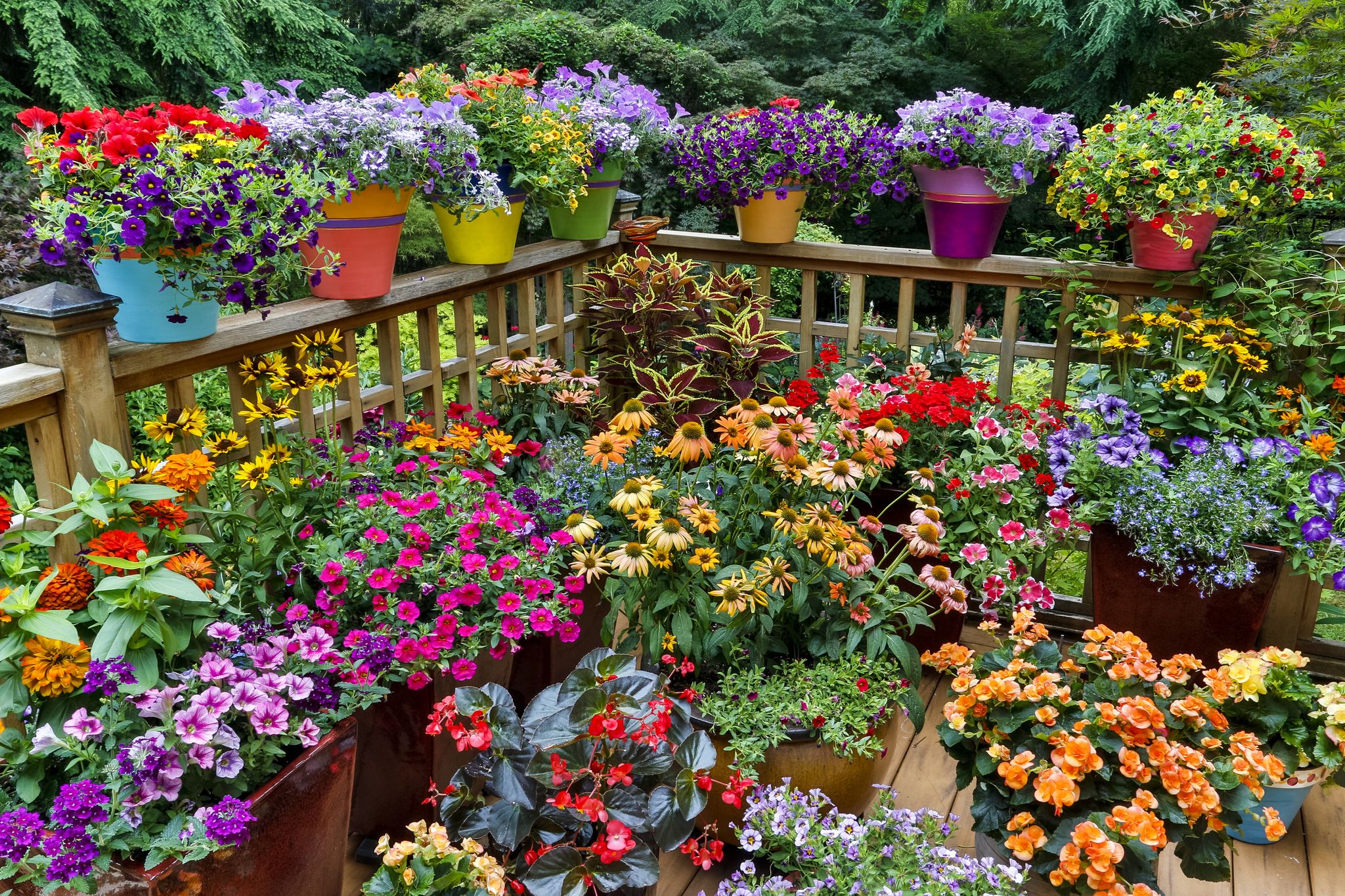 jardín de plantas coloridas
