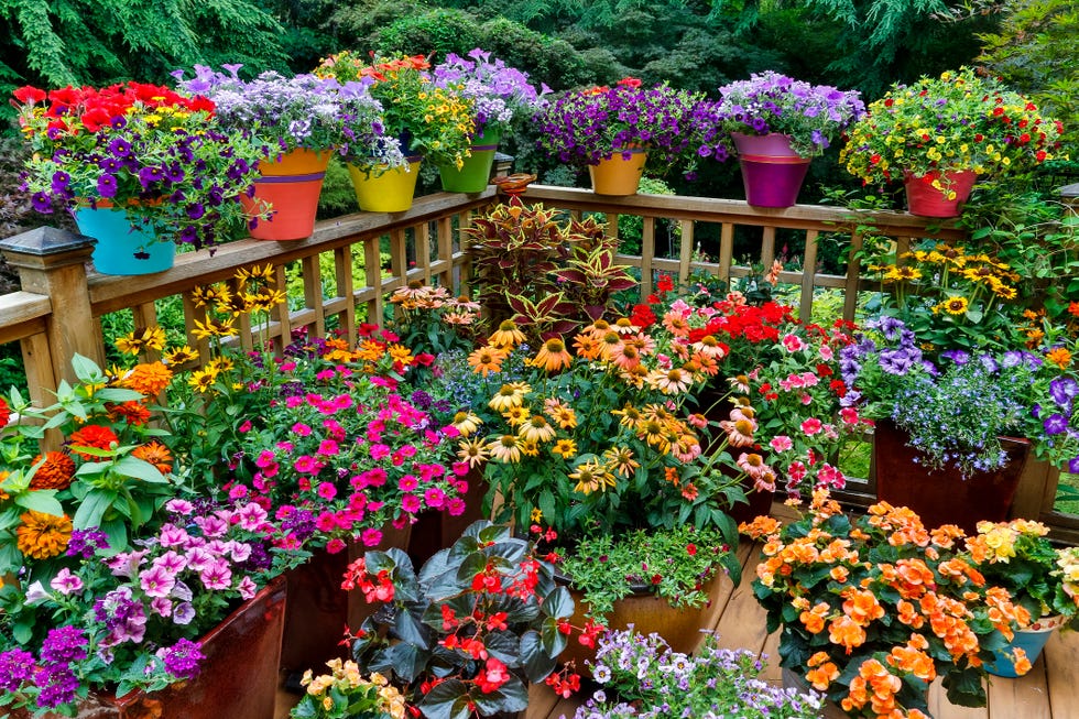 jardín de plantas coloridas