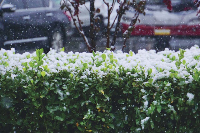 Jardinería: Nieve en las plantas