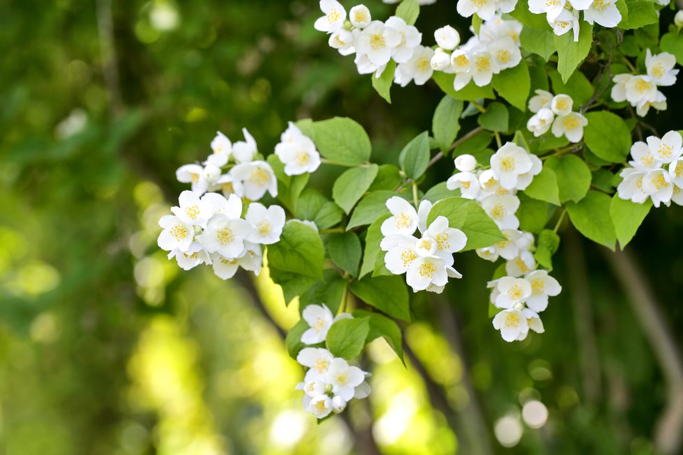 Jasmine blossom