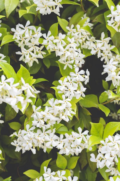 Jasmine in bloom