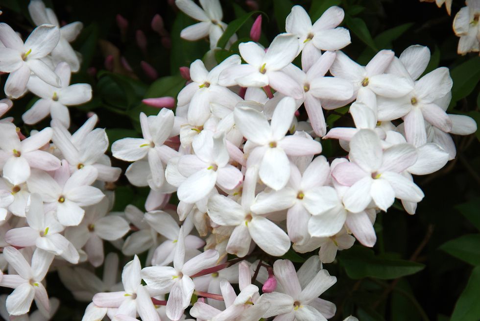 jasmine jasminum officinale in flower