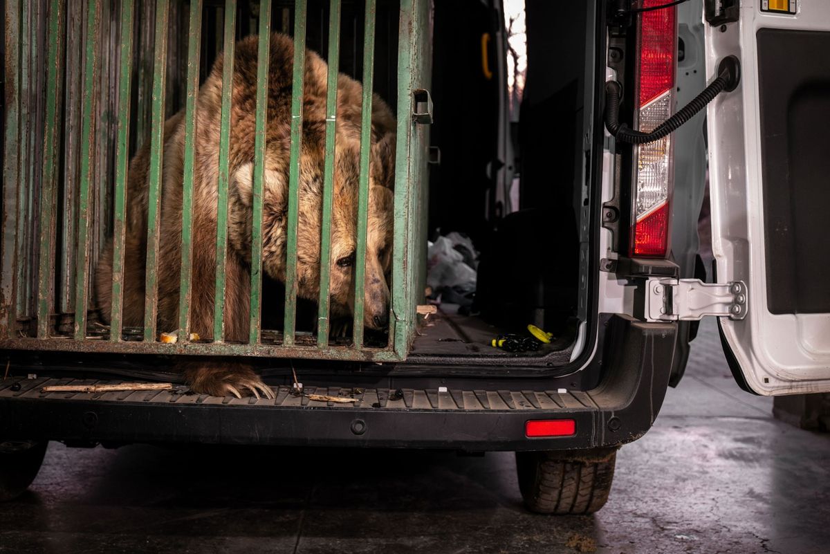 Masha komt na een dertig uur durende autorit vanuit het westen van Oekrane aan bij het Libearty Bear Sanctuary in het Roemeense Zrneti De berin is een van de duizenden dieren die ook dakloos zijn geworden door de Russische invasie