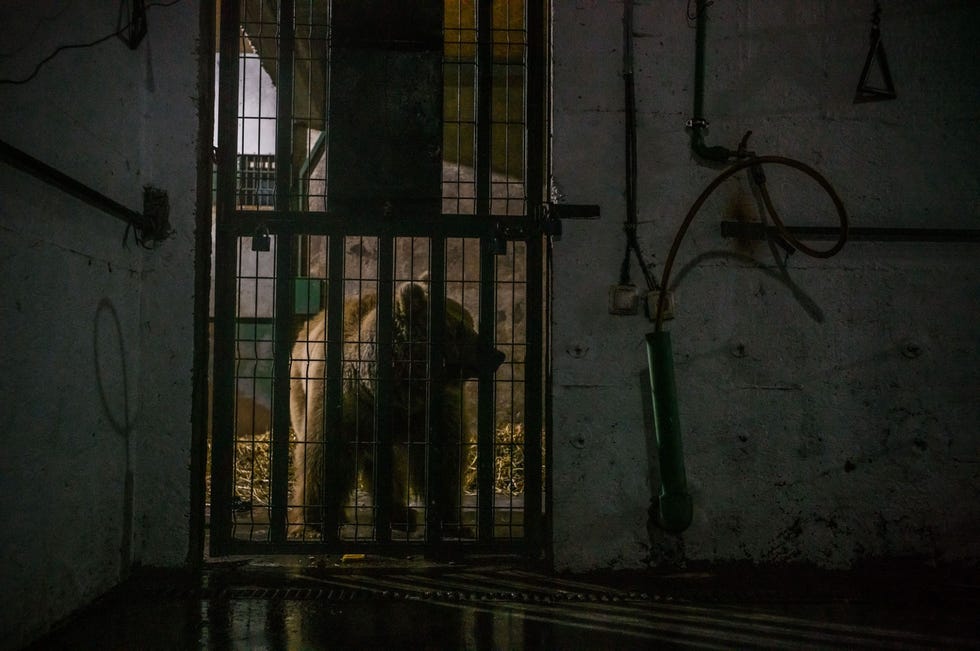 Masha kijkt kort na haar aankomst in haar tijdelijke onderkomen naar buiten In eerste instantie wilde ze niet eten en liep ze constant rondjes een teken van stress dat dieren in gevangenschap vaak vertonen