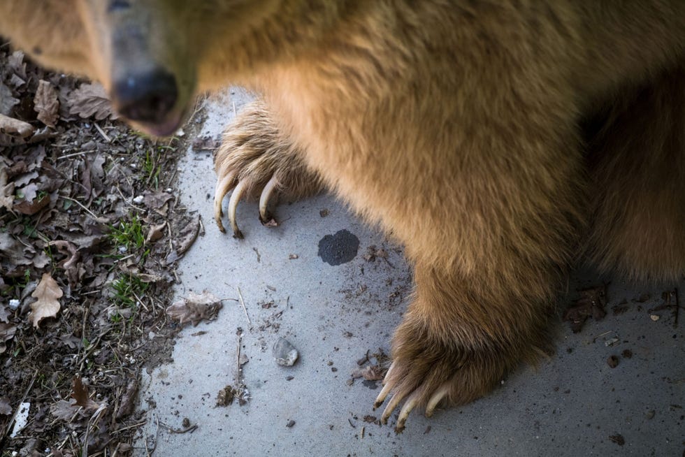 Op haar eerste dag in het reservaat blijft Masha op het beton staan voordat ze het met bos begroeide terrein van haar nieuwe verblijf oploopt Alle 117 beren hebben het grootste deel van hun leven gevangen gezeten en zijn niet gewend om aarde onder hun poten te voelen Sommige dieren durven pas maanden na hun aankomst het beton te verlaten vertelt de oprichter en directeur van het reservaat Cristina Lapis