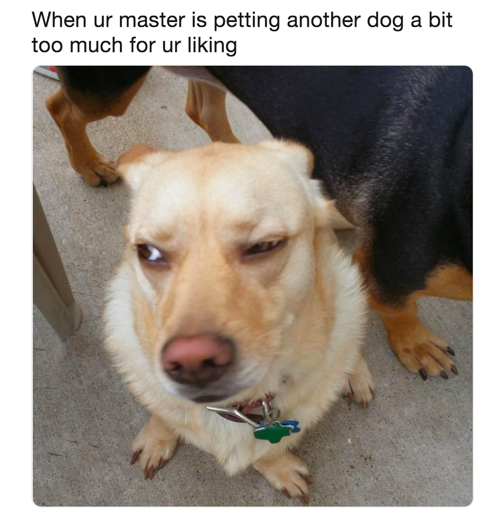 jealous-dog-meme-1546529127.png?crop=0.8