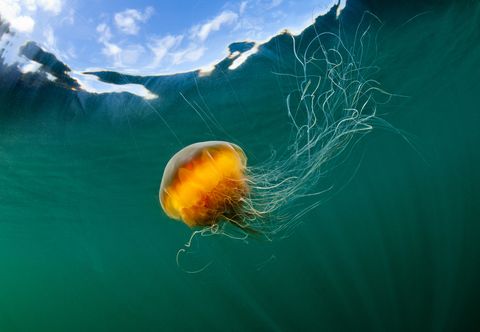 jellyfish, alaska