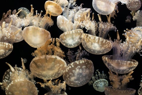Deze schijfkwal die leeft in baaien en lagunen in de Grote Oceaan zit overdag net onder het wateroppervlak want de algen in hun lichaam hebben zonlicht nodig Deze symbionten zijn niet hun enige voedselbron Hun grillige armen zijn bezet met netelcellen en mondjes die dierlijk plankton verorberen Mastigias papua  het grootste exemplaar is hier 8 cm in doorsnee