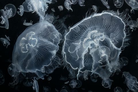 Schijfwkallen komen over de hele wereld voor De rand van trilhaartjes brengt voedsel overwegend plankton naar de mond De kleur van de kwallen varieert met het voedsel dat ze eten Aurelia sp Grootste afgebeelde exemplaar heeft een diameter van 17 cm