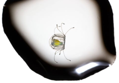 Onsterflijke kwal Turritopsis dohrnii hier afgebeeld in een waterdruppel slaat de dood over hij verandert terug in een poliep Hoe is nog onduidelijk
