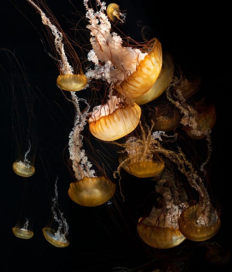 Deze schijfkwallen rusten s nachts in diepere wateren en voeden zich overdag bij het wateroppervlak met plankton Van alle zeedieren met een geleiachtig lichaam komen we schijfkwallen het vaakst tegen op het strand Chrysaora fuscescens  diameter tot 20 cm  gefotografeerd in een bassin met een vlakke voor en achterkant in het Kamo Aquarium in Tsuruoka Japan