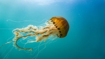 compass jellyfish (chrysaora hysoscella) midwater off the welsh coast.