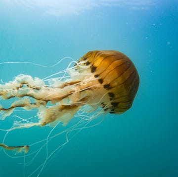 Compass jellyfish (Chrysaora hysoscella) off the Welsh coast compass jellyfish (chrysaora hysoscella) midwater off the welsh coast.