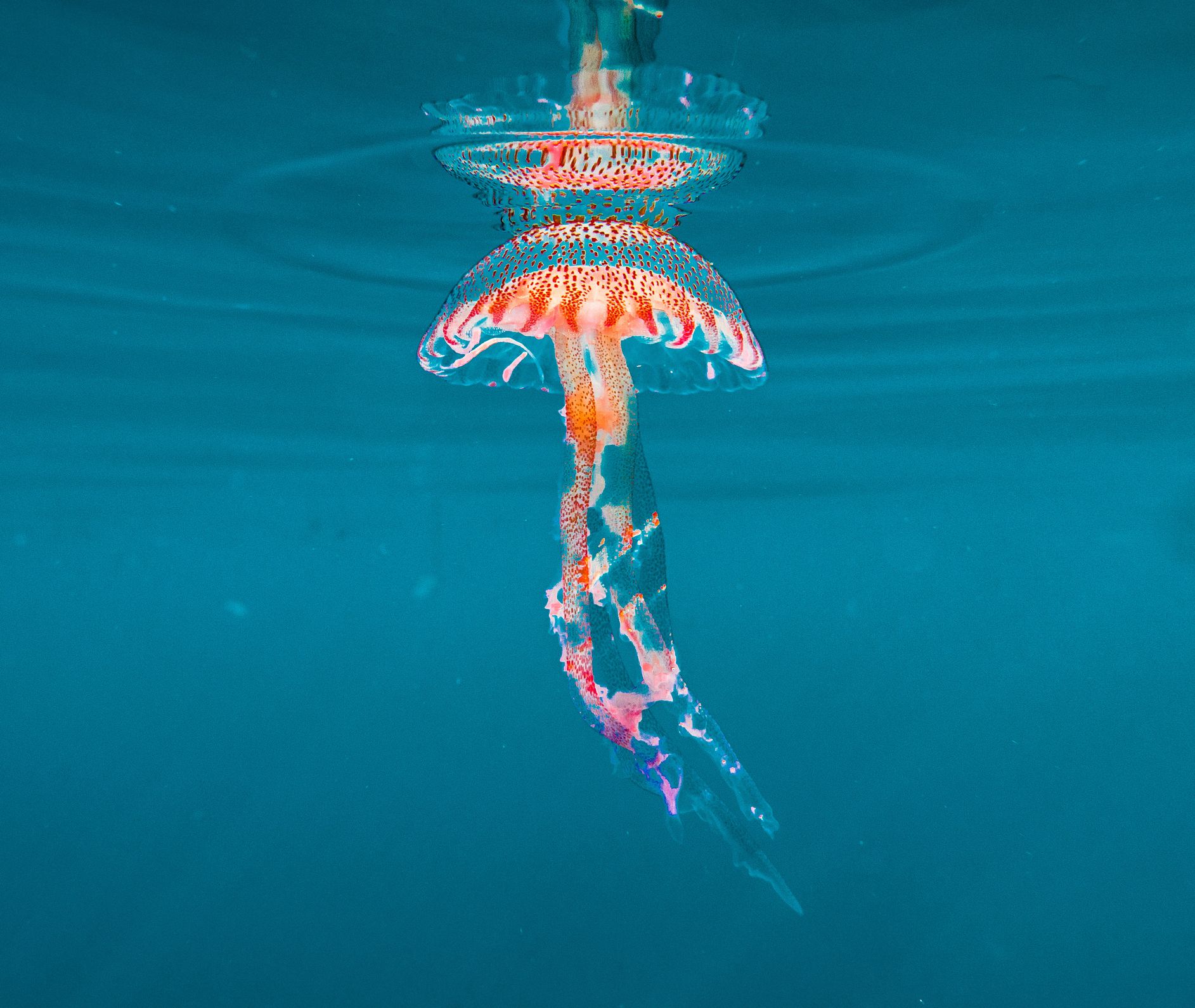 underwater marine life