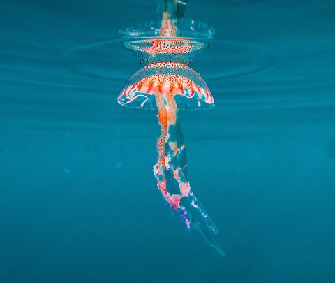 jellyfish in the mediterranean pelagia noctiluca