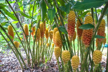 jengibre plantas