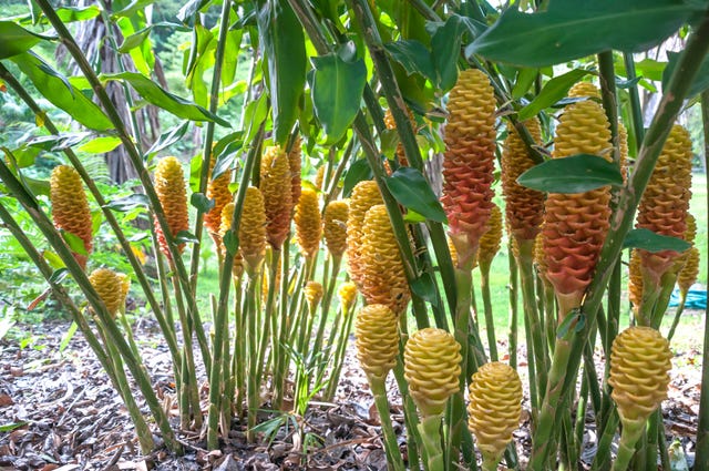 jengibre plantas