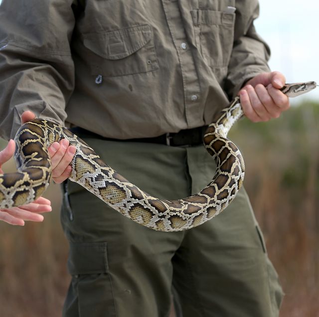 biologists track northern african pythons in florida's everglades