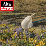 Alta Live: Sarina Jepsen alta live sarina jepsen