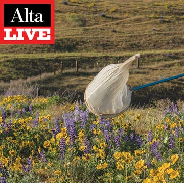 alta live sarina jepsen