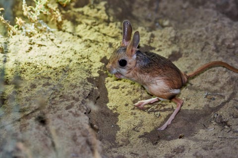 15 Smallest Animals in the World — What Is the Smallest Animal in the ...