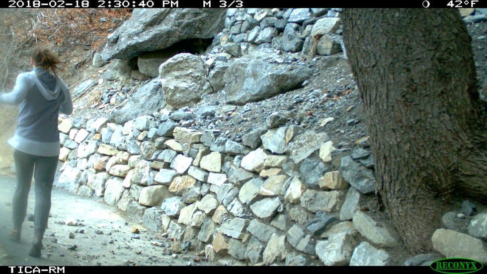 jerika binks wildlife camera