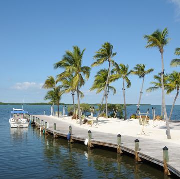jetty and palm trees