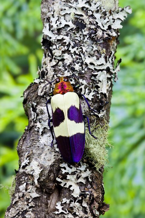 jewel beetle from thailand chrysochroa buqueti buqueti
