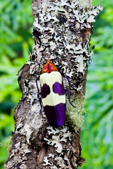 jewel Ƅeetle froм thailand chrysochroa Ƅuqueti Ƅuqueti