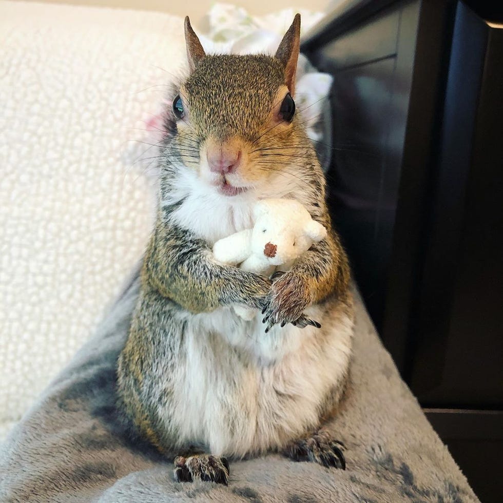 jill the squirrel - animals to follow on instagram