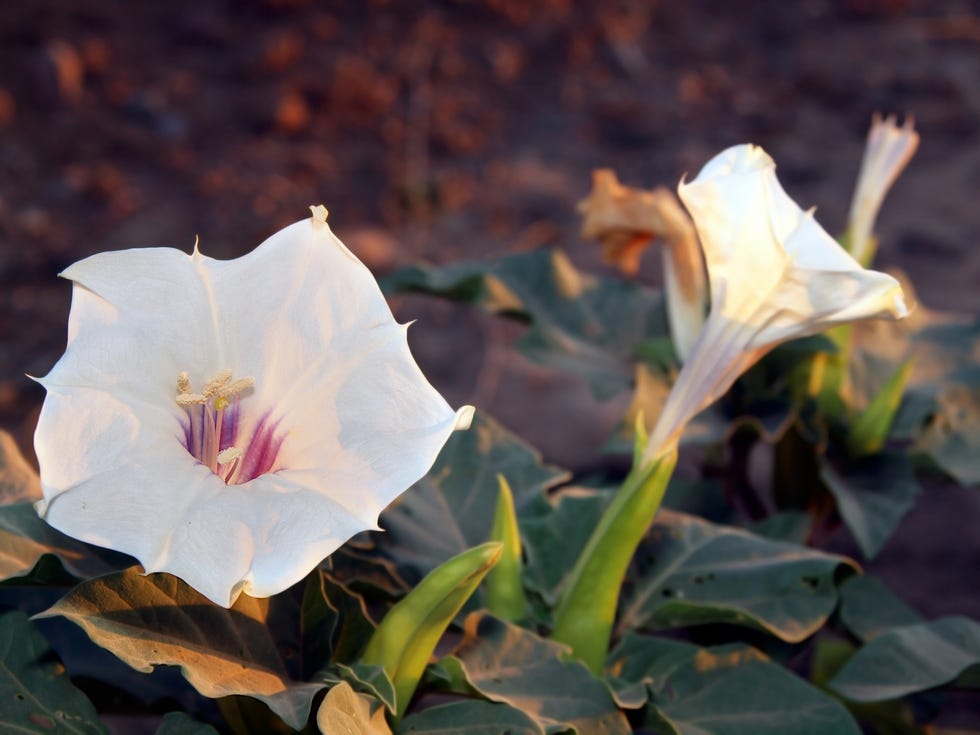 jimson weed