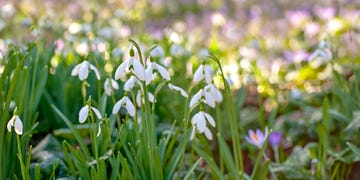jobs to do in the garden in february