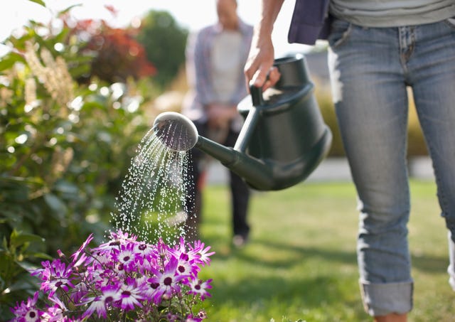 jobs to do in the garden in july