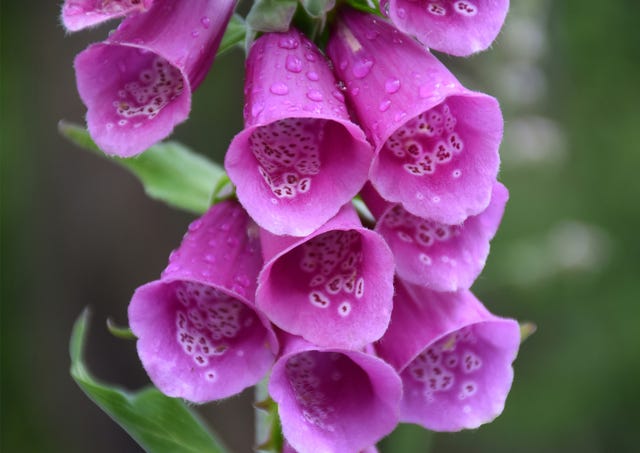 jobs to do in the garden in june