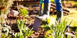 jobs to do in the garden in october